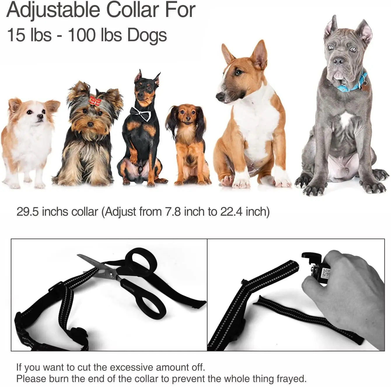 Dog Training Collar