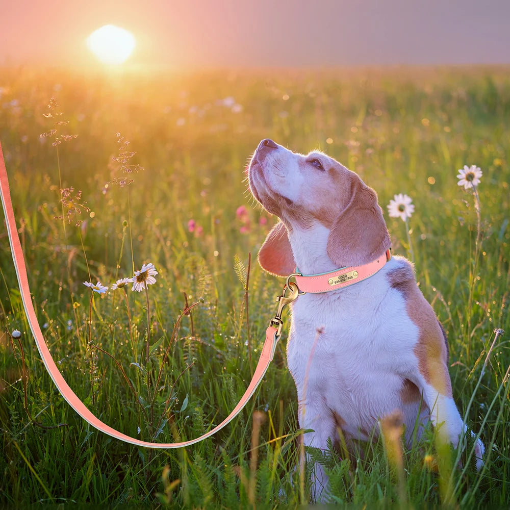 Personalised Dog ID Collar and Leash Set