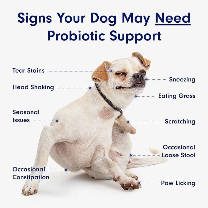 Petlab Co Probiotic Dog Chews Gut Health Support Treats Stop Itchy Skin & Yeast.